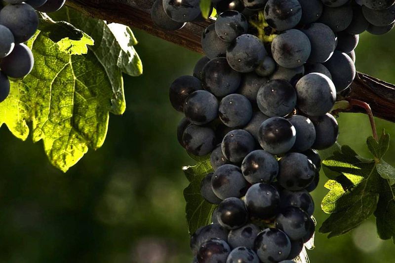 Cabernet (Valcalepio) Grapes