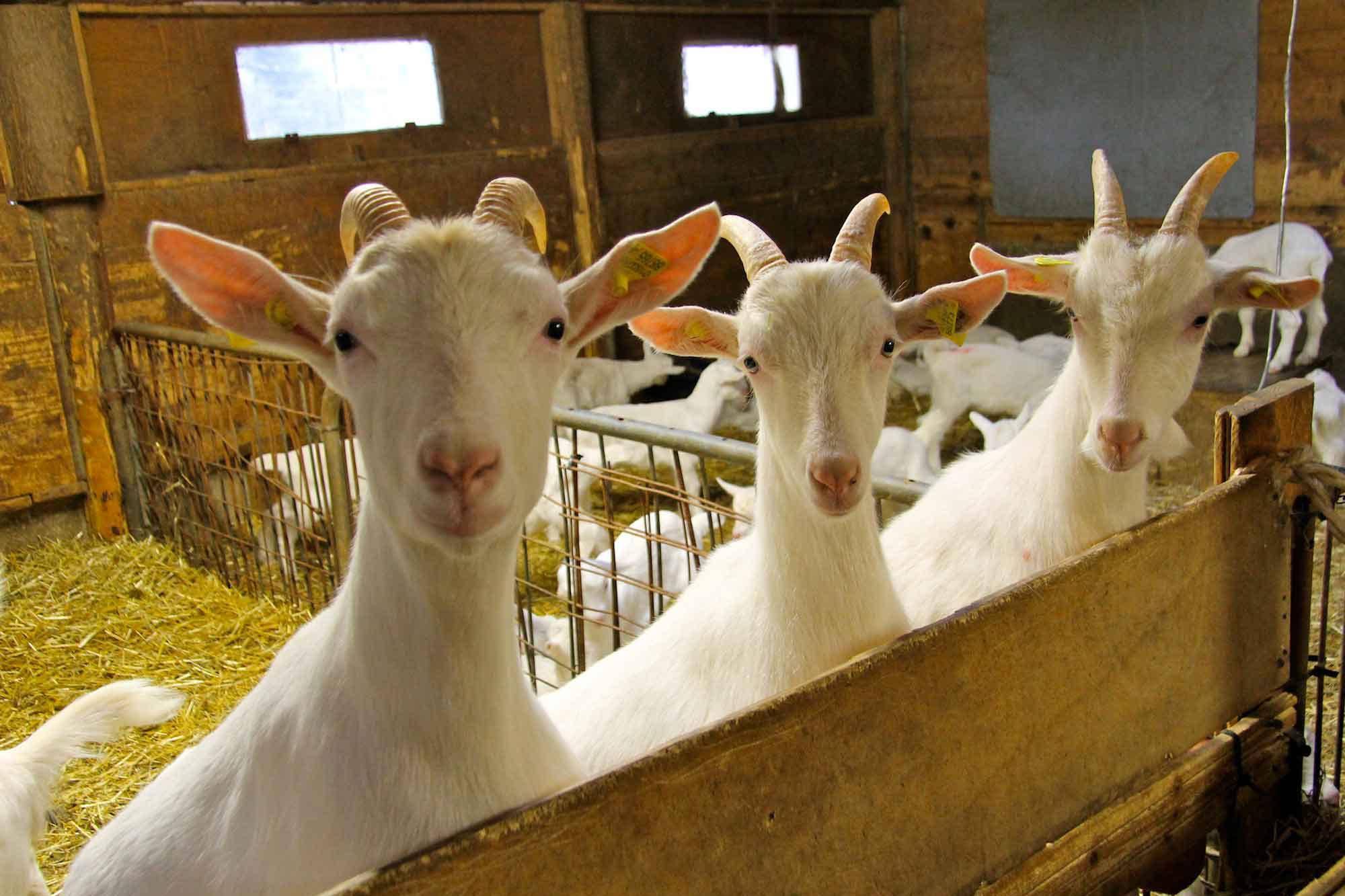 goats in the barn