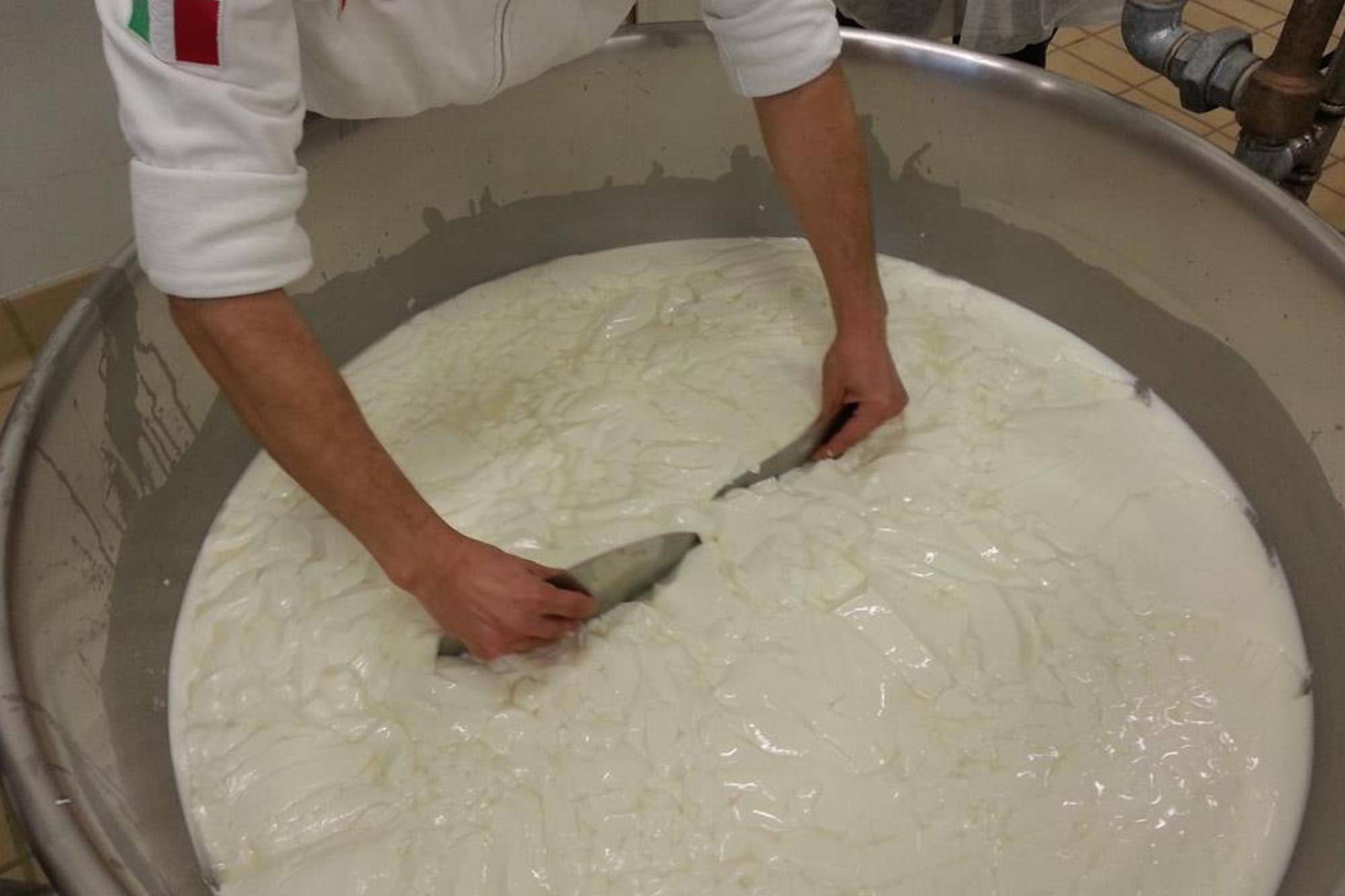 cutting of the curd