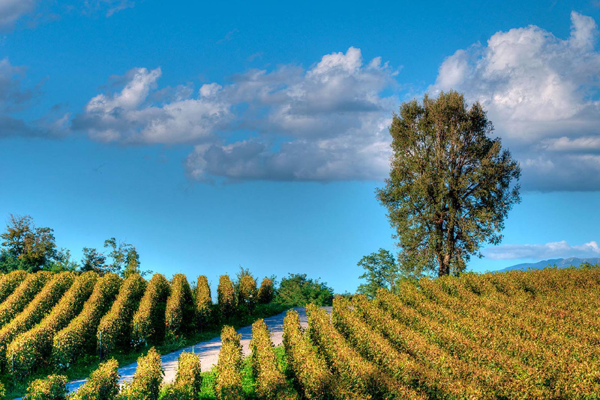 vineyards of Franciacorta